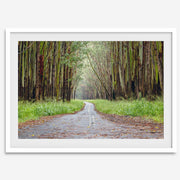 Eucalyptus Tree Tunnel Fine Art Print