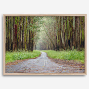 Eucalyptus Tree Tunnel Fine Art Print