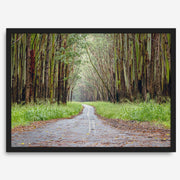 Eucalyptus Tree Tunnel Fine Art Print