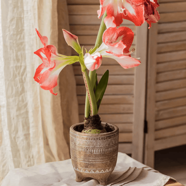 Carved Terracotta-Blend Footed Planter