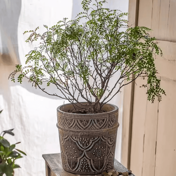 Embossed Clay-Composite Flower Planter