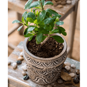 Embossed Clay-Composite Flower Planter