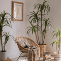Faux Dracaena Indoor Tree