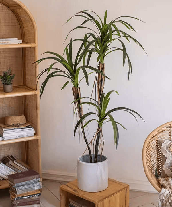 Faux Dracaena Indoor Tree