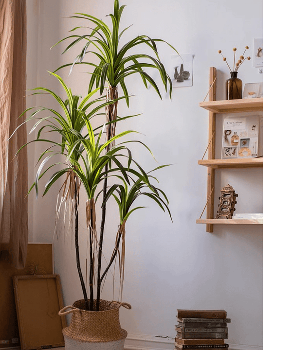 Faux Dracaena Indoor Tree