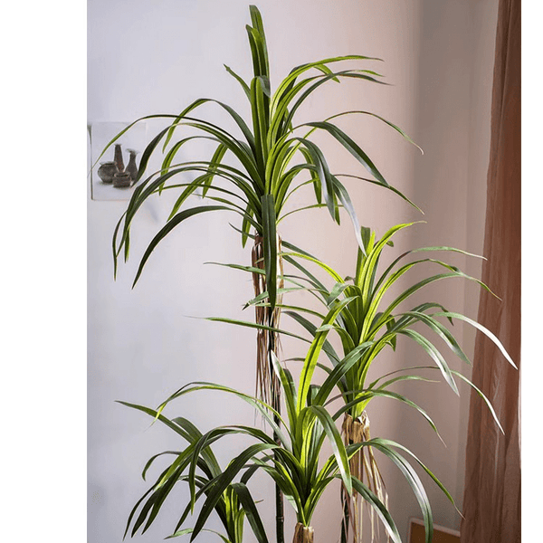 Faux Dracaena Indoor Tree