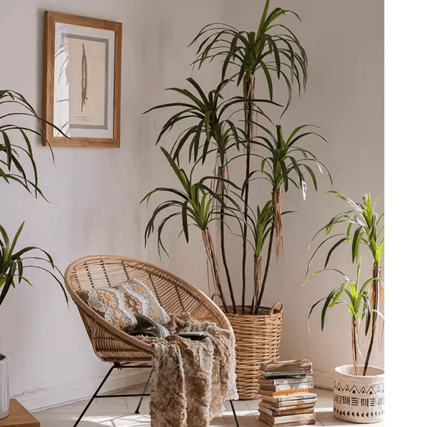 Faux Dracaena Indoor Tree