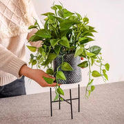 Trailing Faux Pothos Artificial Plant