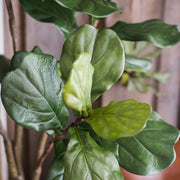 Faux Fiddle Leaf Fig Tree