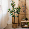 Silk Fig Indoor Tree