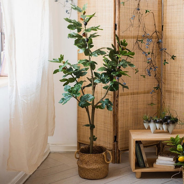 Silk Fig Indoor Tree