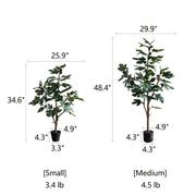 Silk Fig Indoor Tree