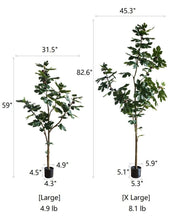 Silk Fig Indoor Tree