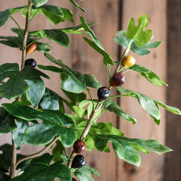Silk Fig Indoor Tree