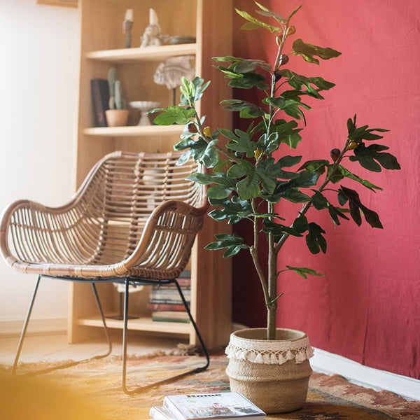 Silk Fig Indoor Tree