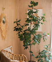 Silk Fig Indoor Tree