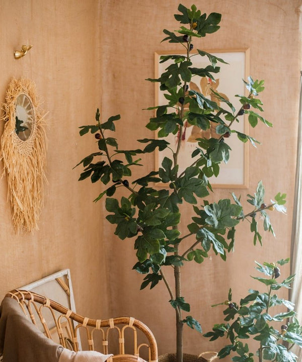 Silk Fig Indoor Tree