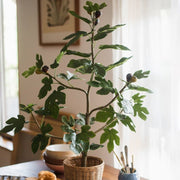 Silk Fig Indoor Tree