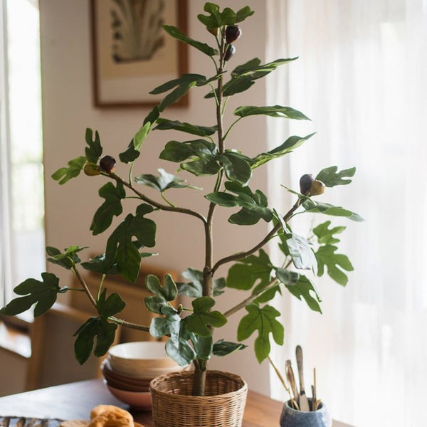 Silk Fig Indoor Tree