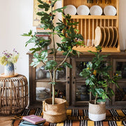 Silk Fig Indoor Tree