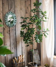 Silk Fig Indoor Tree