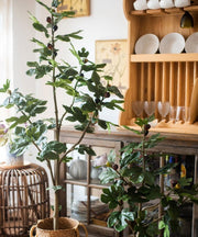 Silk Fig Indoor Tree