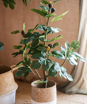Silk Fig Indoor Tree