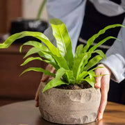 Chiseled Cement Round Planter