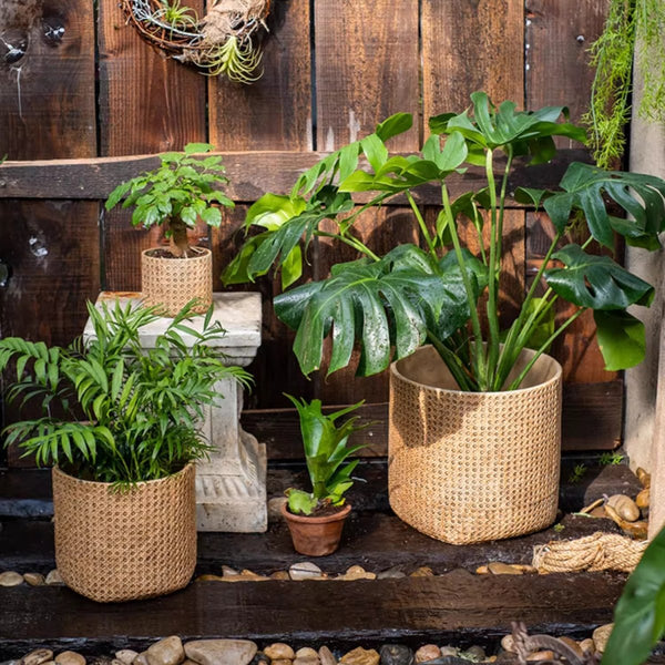 Close-up detail of Rattan-Weave Cement Planter