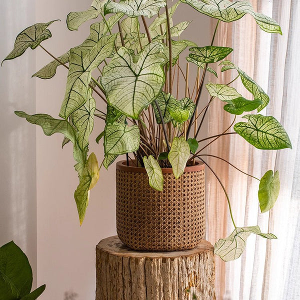 Close-up detail of Rattan-Weave Cement Planter