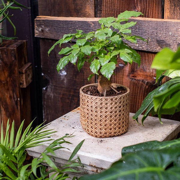 Close-up detail of Rattan-Weave Cement Planter