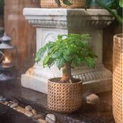 Rattan-Weave Cement Planter