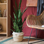 Faux Snake Plant Potted