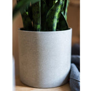 Faux Snake Plant Potted