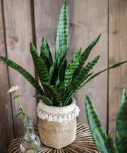 Faux Snake Plant Potted