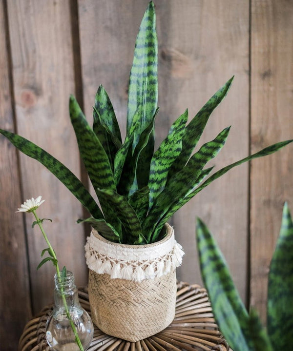 Faux Snake Plant Potted