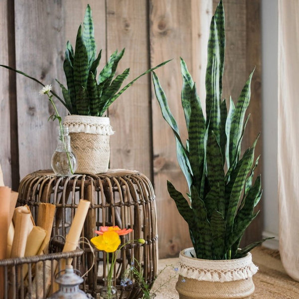 Faux Snake Plant Potted