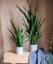 Faux Snake Plant Potted