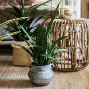 Faux Snake Plant Potted