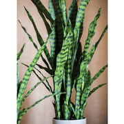 Faux Snake Plant Potted