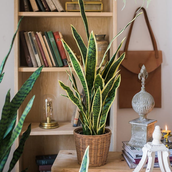 Faux Yellow-Edge Snake Plant