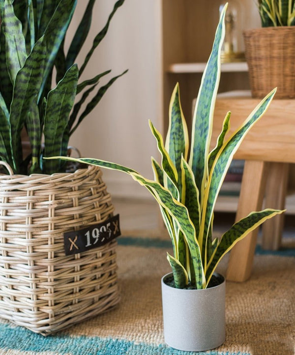 Faux Yellow-Edge Snake Plant