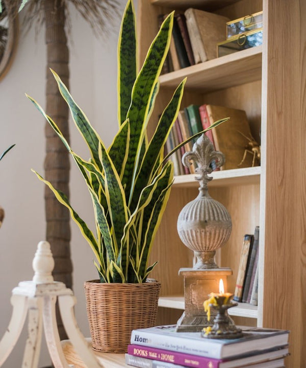 Faux Yellow-Edge Snake Plant