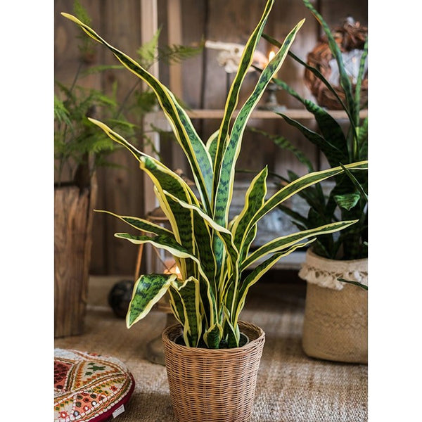 Faux Yellow-Edge Snake Plant