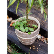 Rope-Banded Terracotta Planter