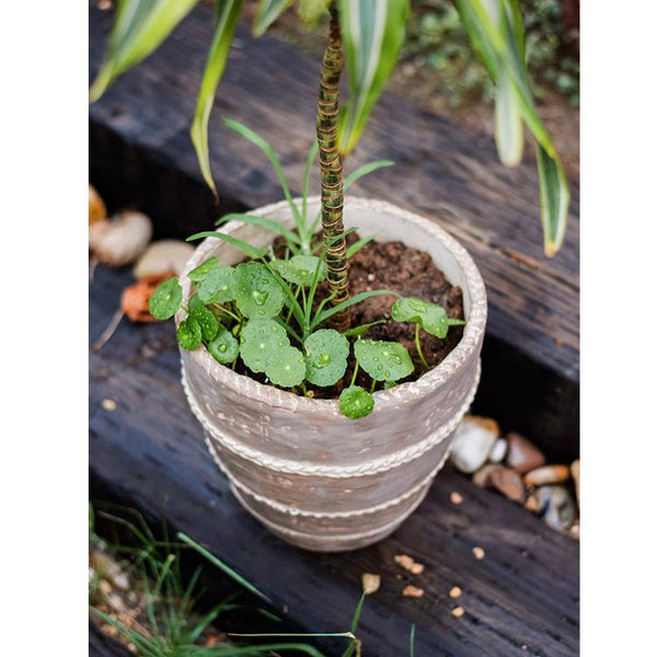 Rope-Banded Terracotta Planter