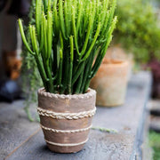 Rope-Banded Terracotta Planter