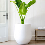 Flared-Base Indoor Outdoor Planter