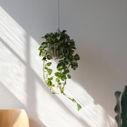 Wrap Planter - 4 sizes — styled in a complete room vignette