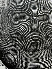 Hand-Pressed Ash Tree Ring Print — scale reference and proportion detail